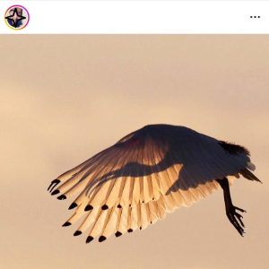 Download Instagram Reels